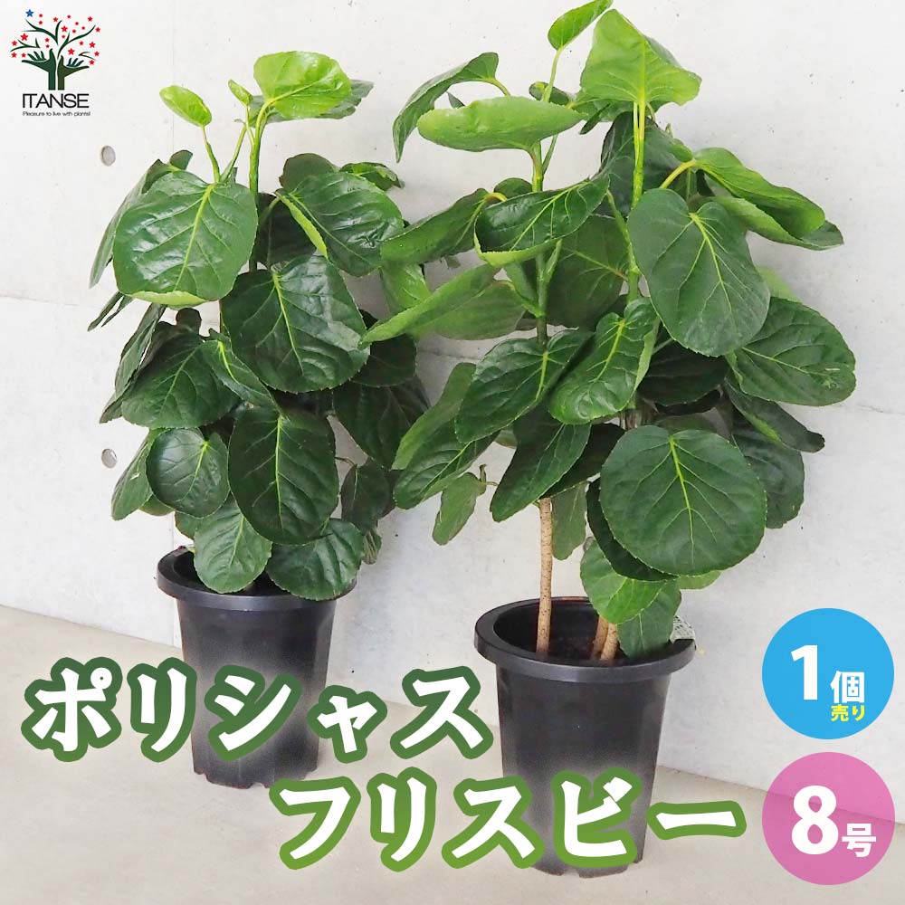 ポリシャス フリスビー【観葉植物 8号鉢／1個売り】