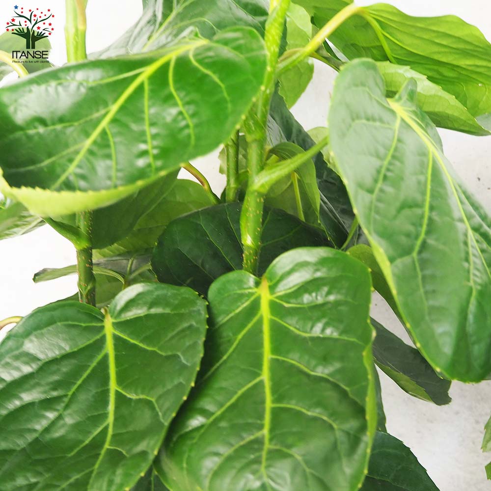 ポリシャス フリスビー【観葉植物 8号鉢／1個売り】｜ 【植物の