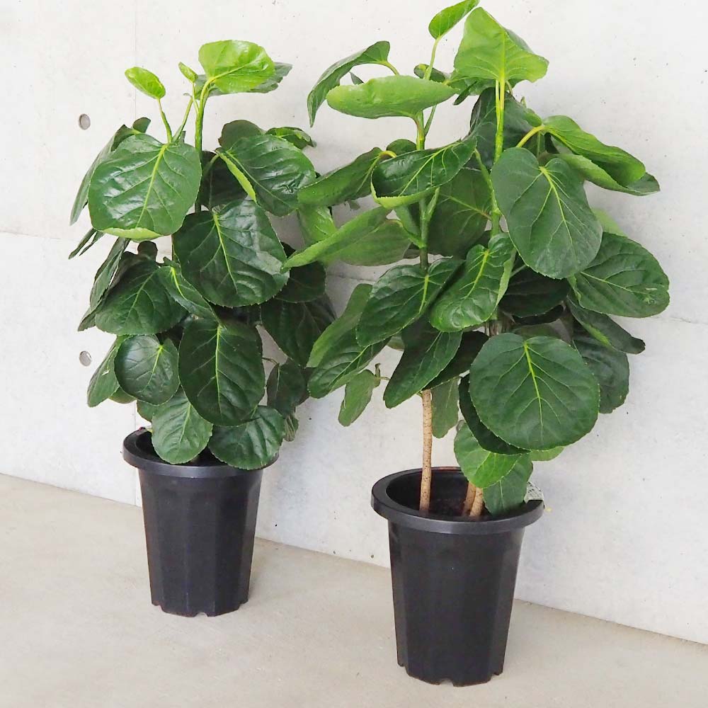 ポリシャス フリスビー【観葉植物 8号鉢／1個売り】