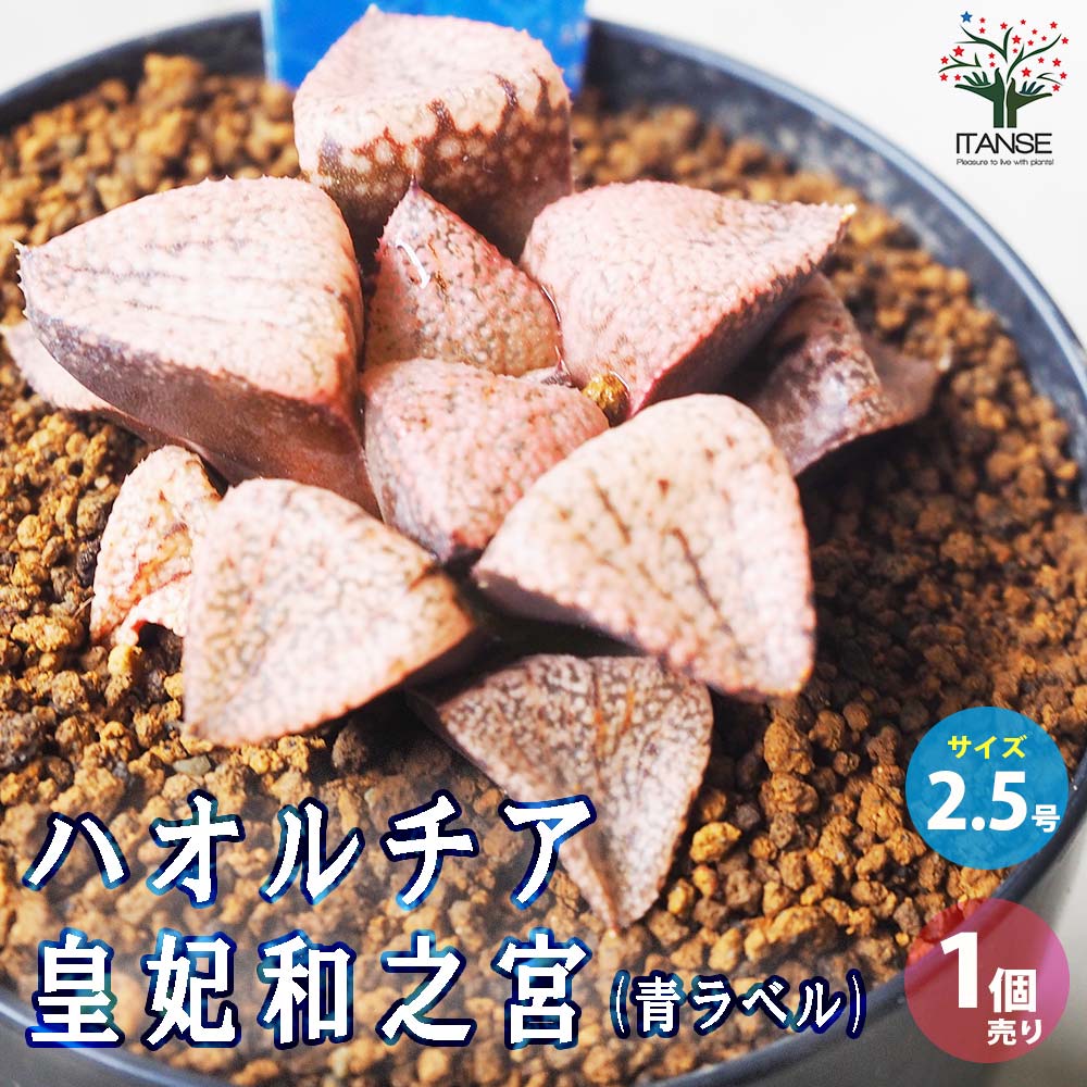 ハオルチア (青) 皇妃和之宮【多肉植物 2.5号鉢／1個売り】