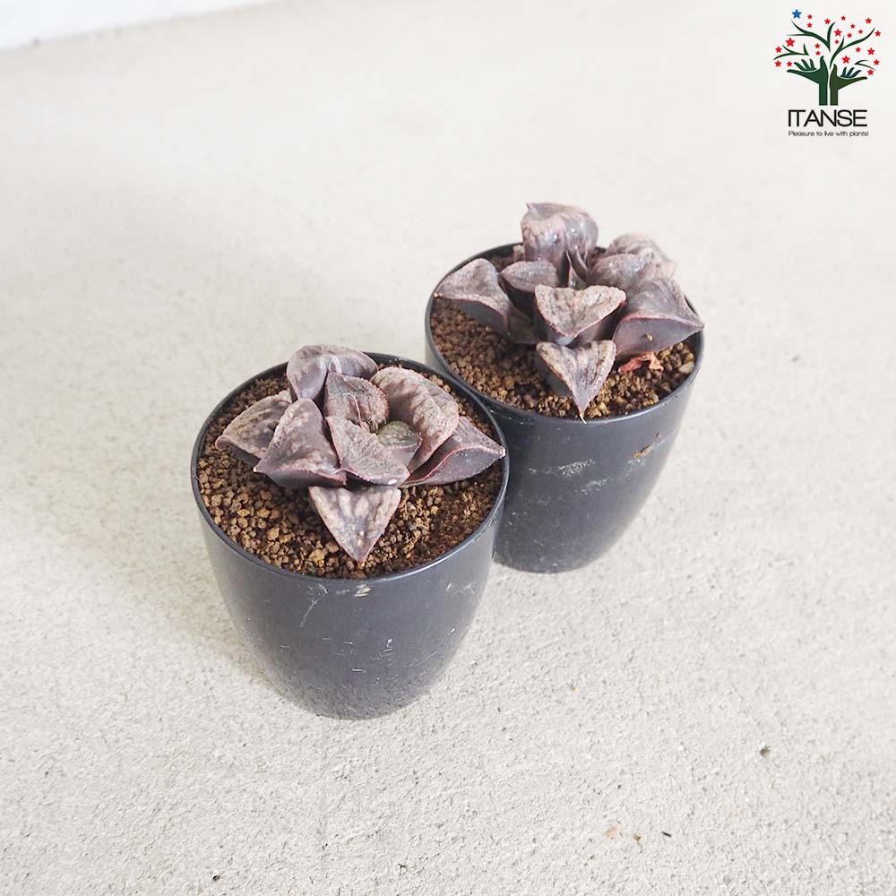 ハオルチア (青) 聖龍【多肉植物 2.5号鉢／1個売り】｜ 【植物の