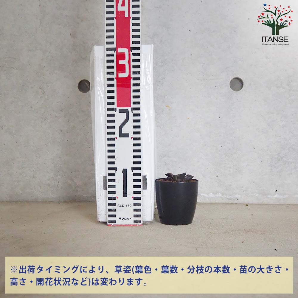 ハオルチア (青) ダークエンジェル【多肉植物 2.5号鉢／1個売り
