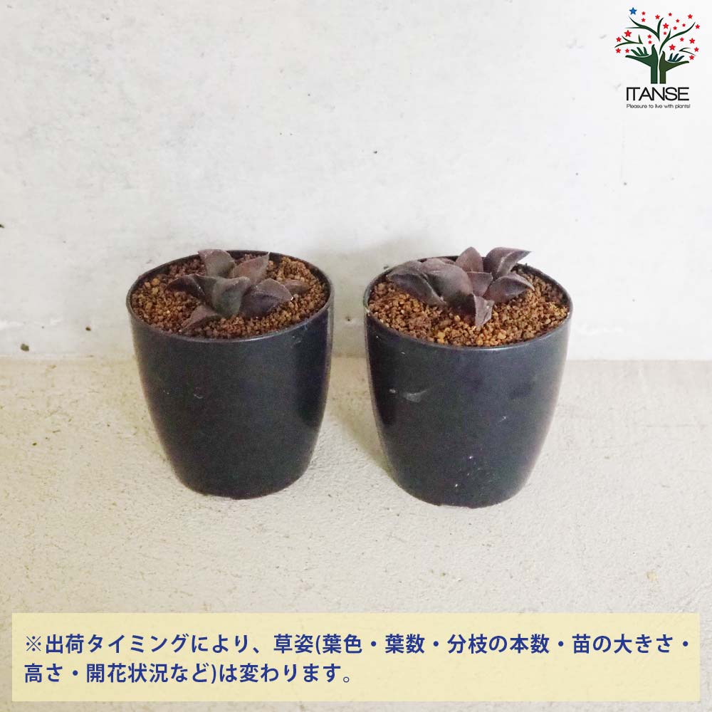ハオルチア (青) ダークエンジェル【多肉植物 2.5号鉢／1個売り