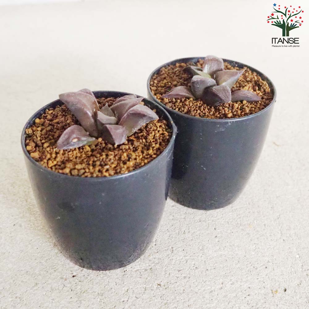 ハオルチア (青) ダークエンジェル【多肉植物 2.5号鉢／1個売り