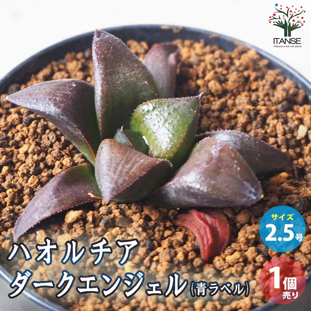 ハオルチア (青) ダークエンジェル【多肉植物 2.5号鉢／1個売り
