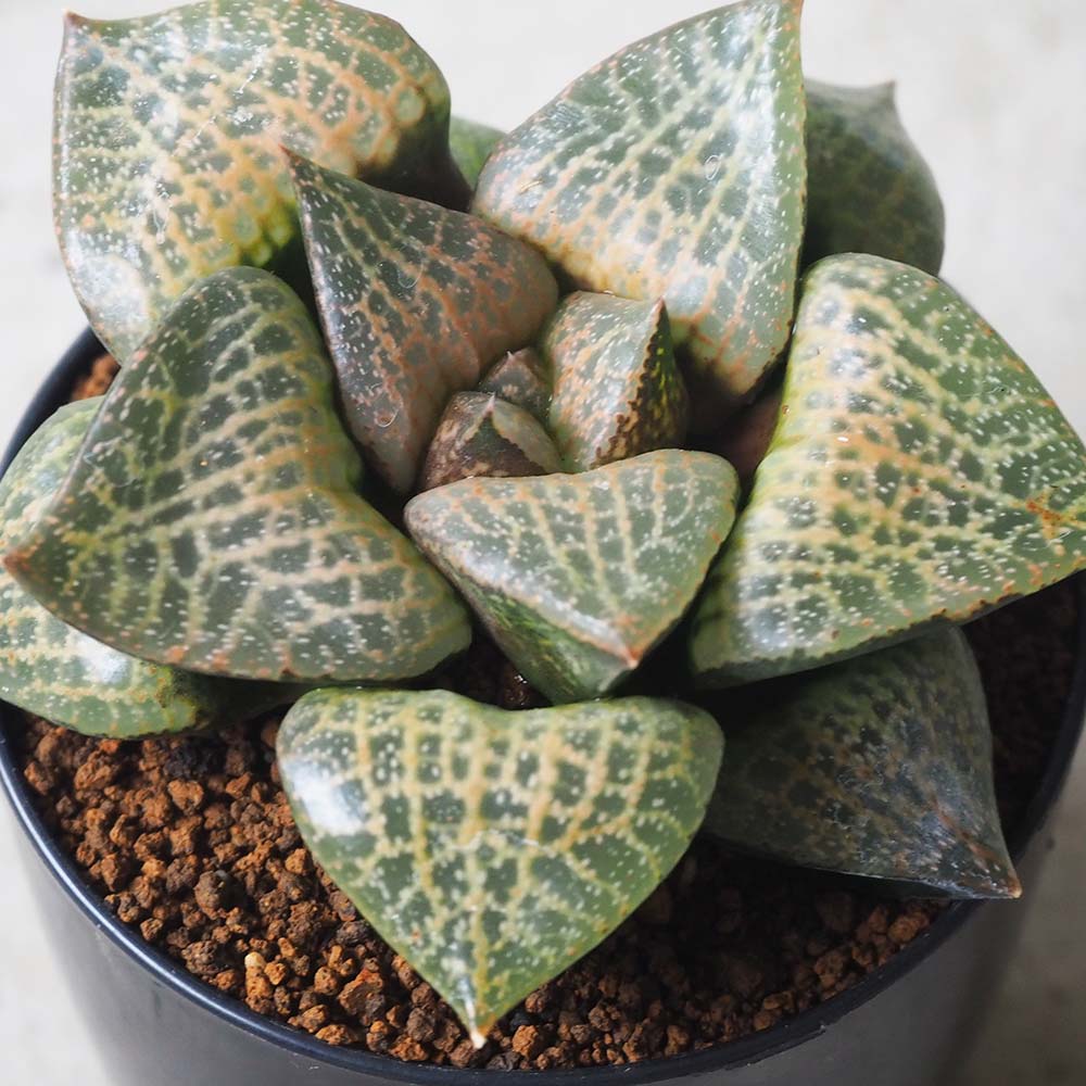 ハオルチア (青) 白鯨【多肉植物 2.5号鉢／1個売り】