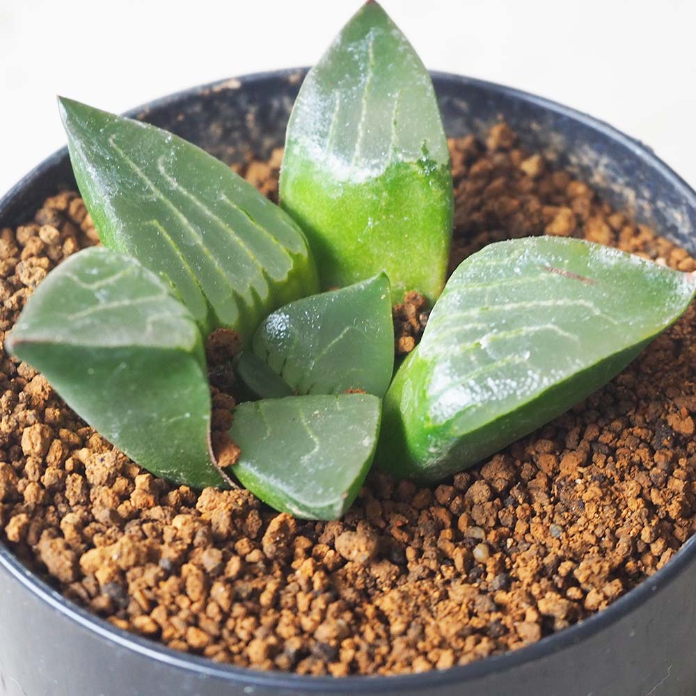 ハオルチア (青) 安房宮【多肉植物 2.5号鉢／1個売り】｜ 【植物の