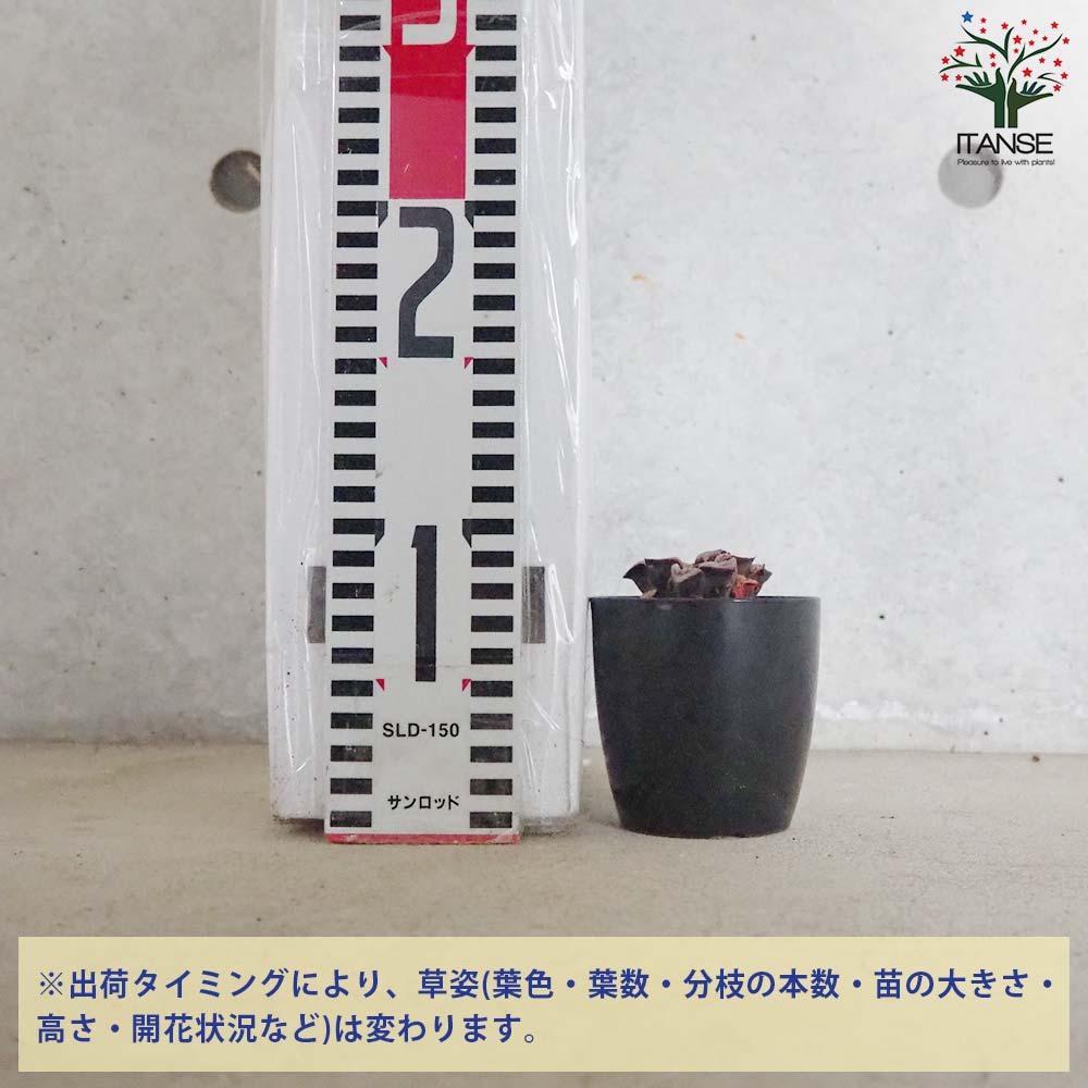 多肉植物 ハオルチア   セール 1株 500円 送料200円 組み合わせ自由 多肉植物 ハオルチア セール 1株 500円 送料200円 組み合わせ自由 楽天