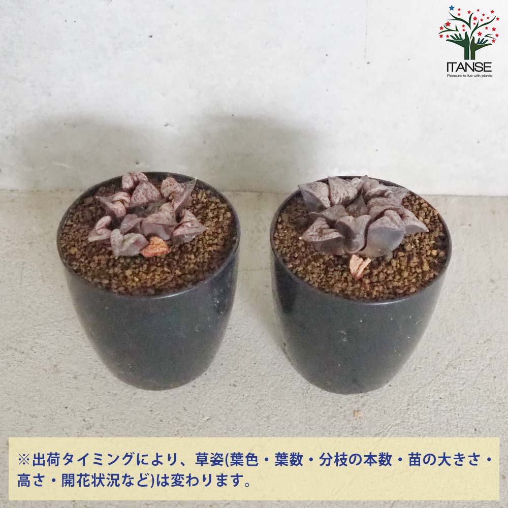 多肉植物 青い花模様の鉢*3 ec-0014_m.jpg