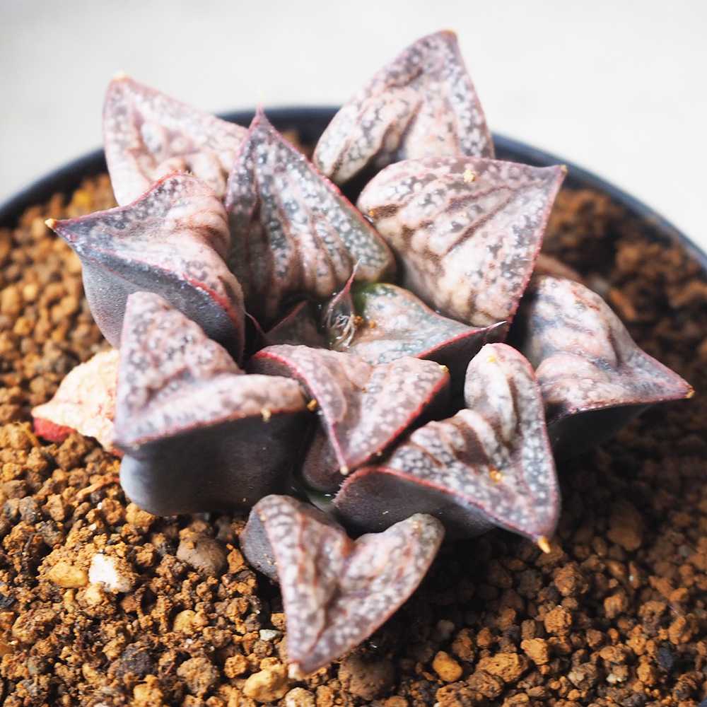ハオルチア (青) 花魁【多肉植物 2.5号鉢／1個売り】