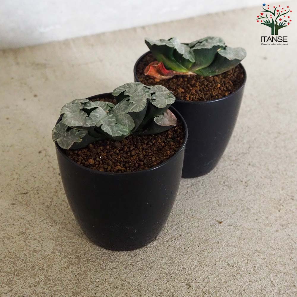 ハオルチア (赤) 白熊【多肉植物 2.5号鉢／1個売り】｜ 【植物の