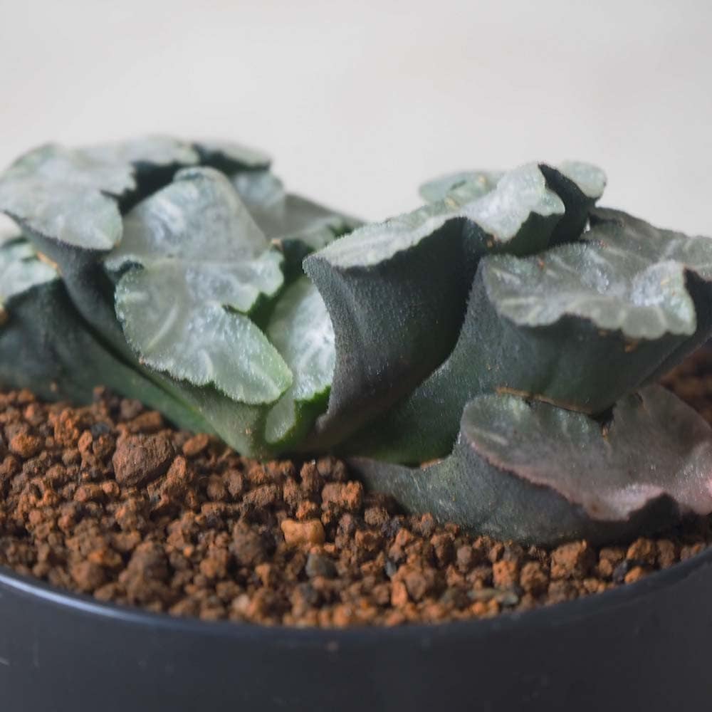 ハオルチア (赤) 白熊【多肉植物 2.5号鉢／1個売り】