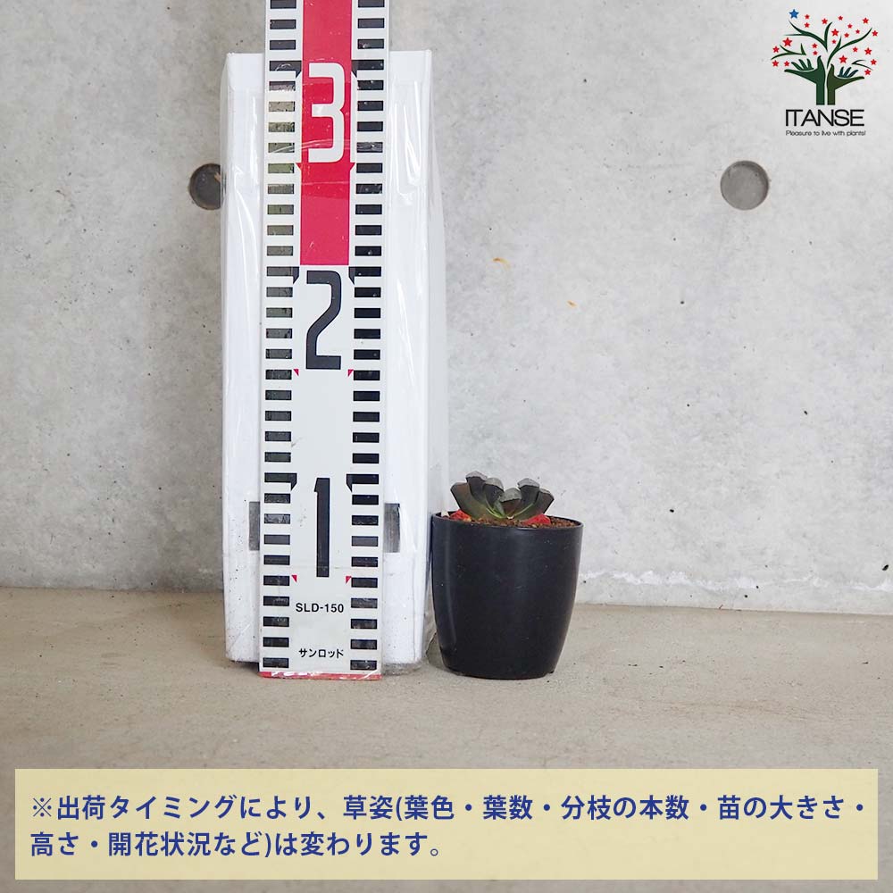 ハオルチア (赤) 水滴【多肉植物 2.5号鉢／1個売り】｜ 【植物の