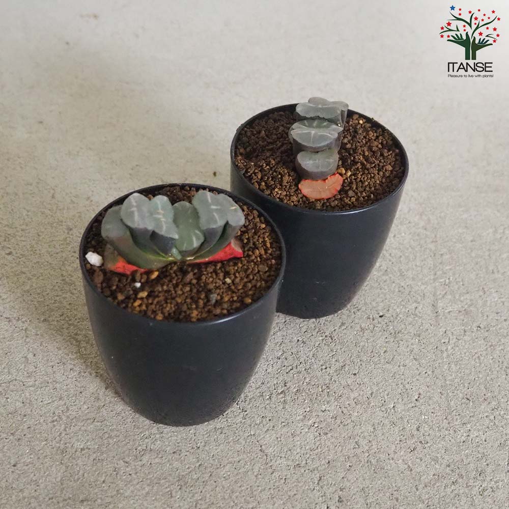 ハオルチア (赤) 水滴【多肉植物 2.5号鉢／1個売り】｜ 【植物の