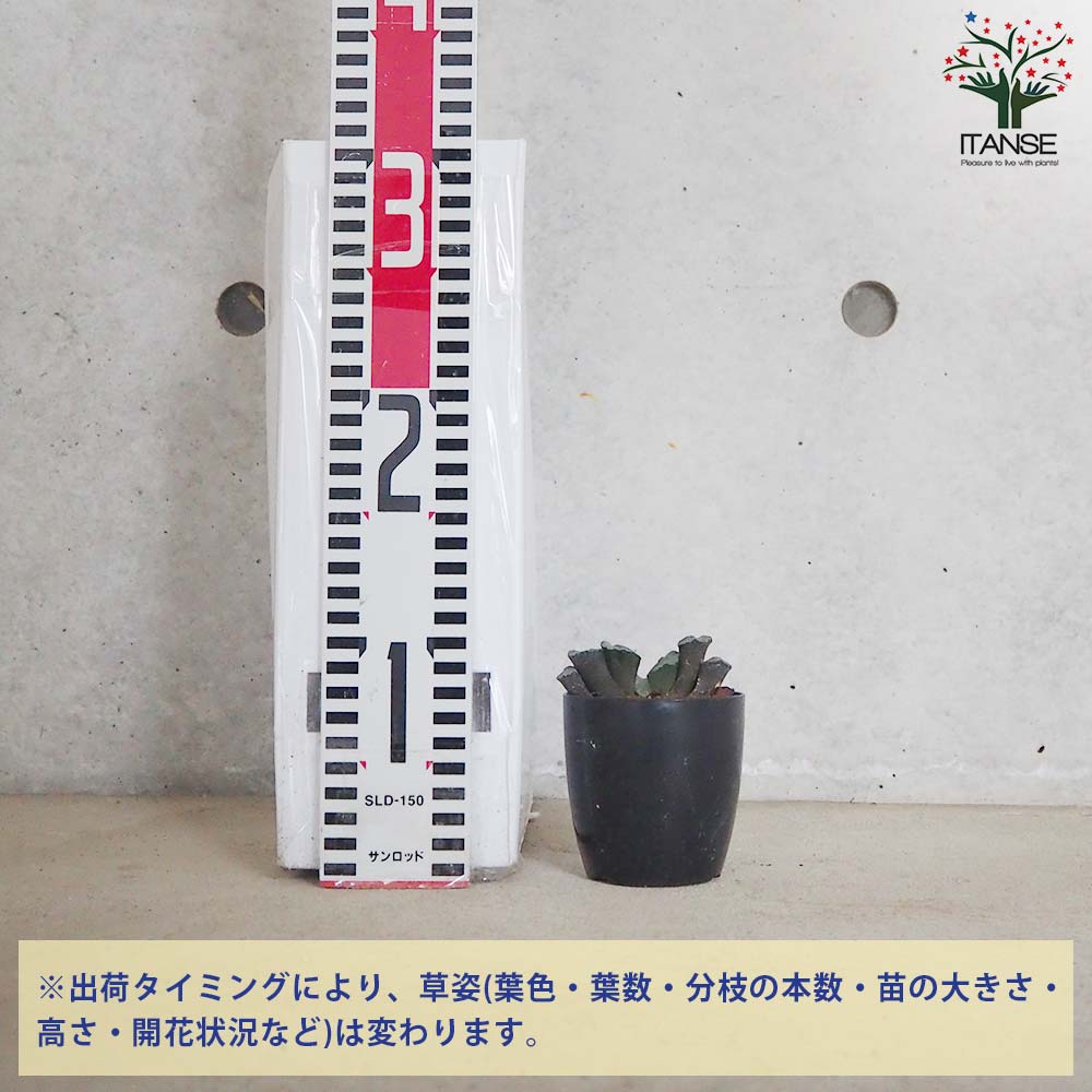 ハオルチア (赤) 大縄【多肉植物 2.5号鉢／1個売り】｜ 【植物の