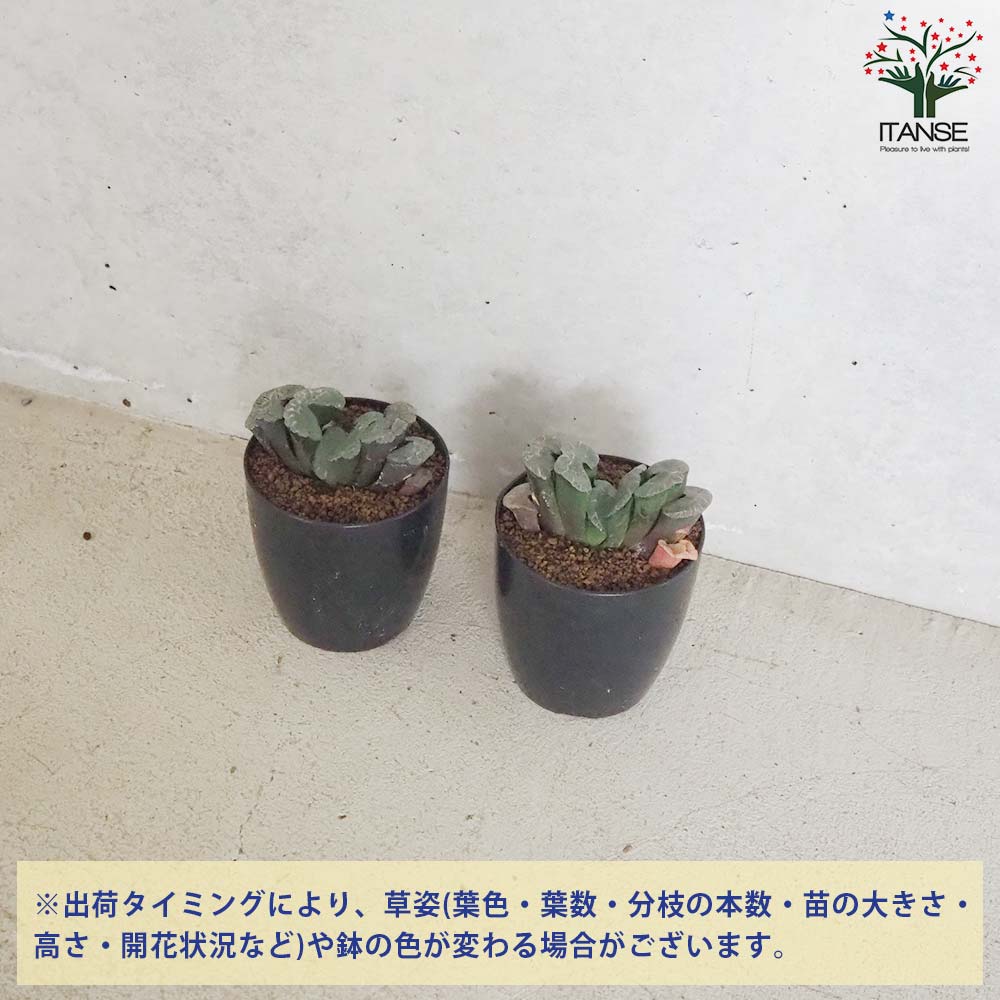 ハオルチア (赤) 大縄【多肉植物 2.5号鉢／1個売り】｜ 【植物の
