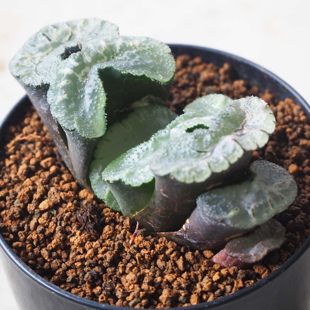 ハオルチア｜【植物のITANSE】全品送料無料・即出荷!