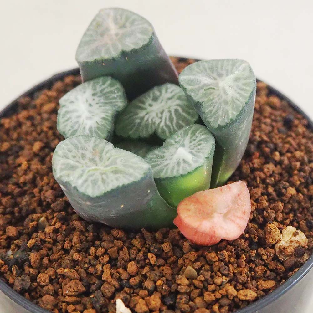 ハオルチア (赤) 白妙【多肉植物 2.5号鉢／1個売り】