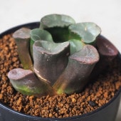 ハオルチア (赤) 紫鏡【多肉植物 2.5号鉢／1個売り】|多肉植物