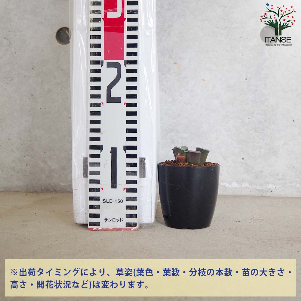 赤紫色の多肉植物 青い鉢付き*2 農園直売 多肉植物 寄せ植え アエオニウム属 季節4点 おまかせ
