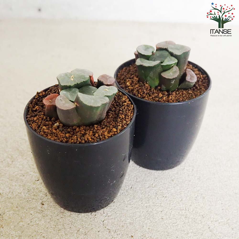 ハオルチア (赤) 紫鏡【多肉植物 2.5号鉢／1個売り】｜ 【植物の