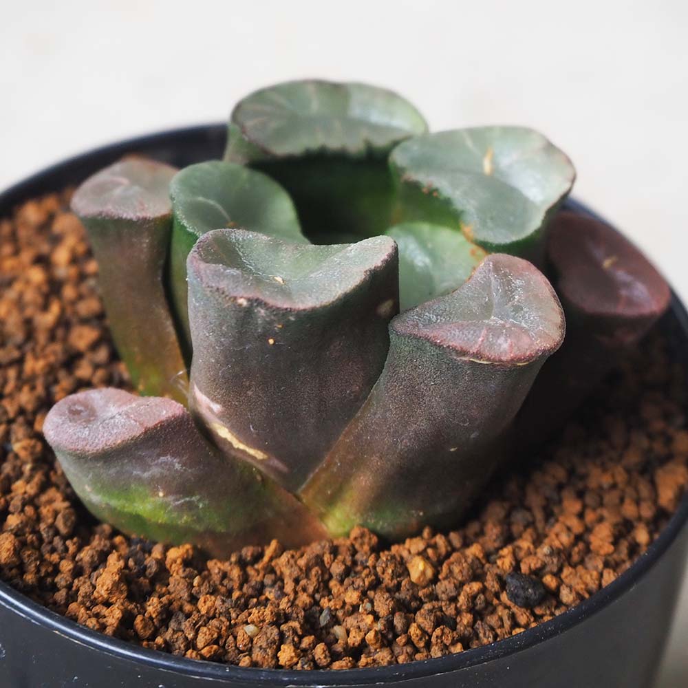赤紫色の多肉植物 青い鉢付き*2 赤紫色の多肉植物 青い鉢付き*2 紫に紅葉する多肉植物