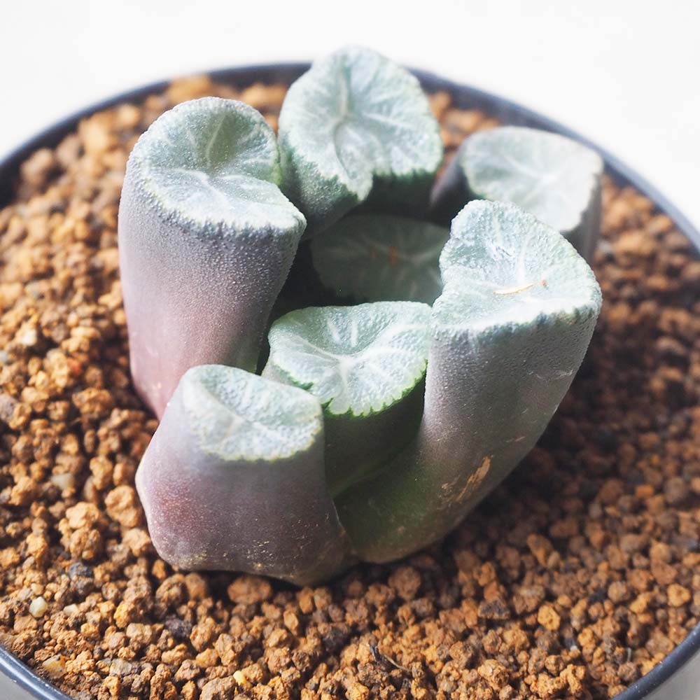 ハオルチア (赤) 美紋【多肉植物 2.5号鉢／1個売り】