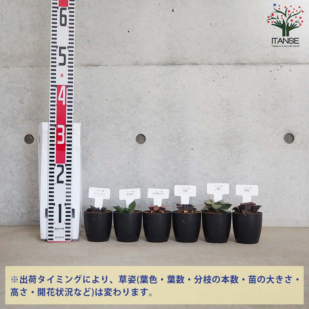 ハオルチア 青セット(6種・各1個セット)【多肉植物 2.5号鉢／お買い得6