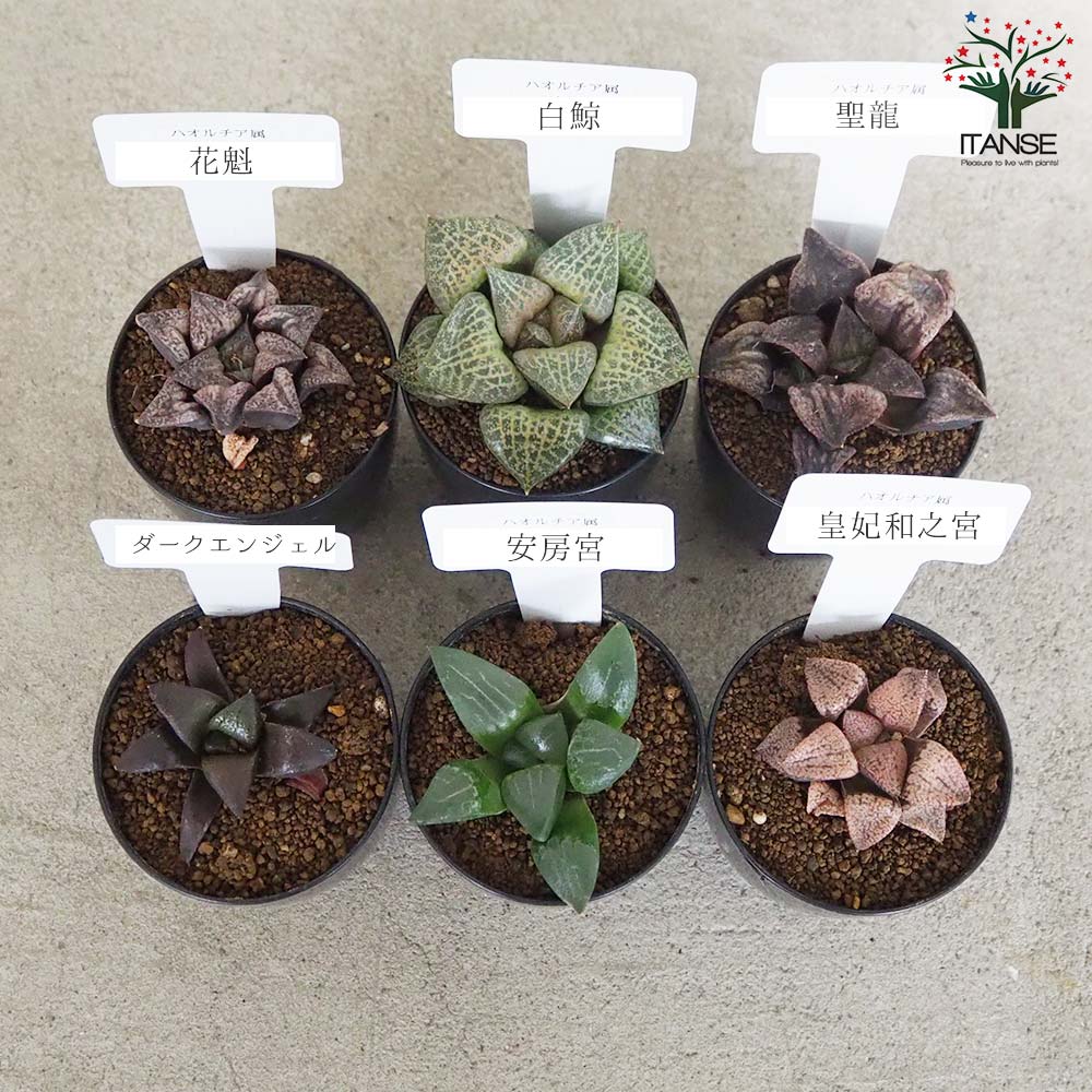 ハオルチア 青セット(6種・各1個セット)【多肉植物 2.5号鉢
