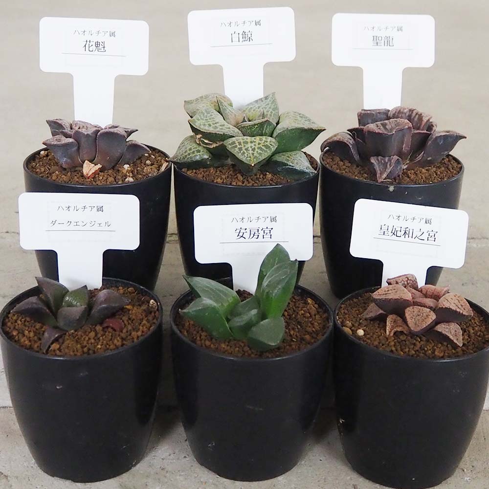 多肉植物セット 青い花模様の鉢*3 Amazon.co.jp: Facecolor 多肉植物鉢 3号鉢 盆栽鉢 釉掛け おしゃれ