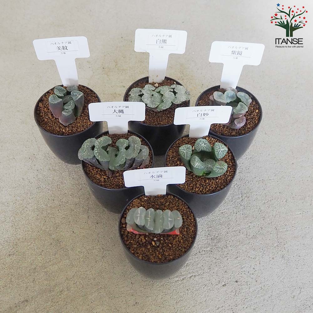 ハオルチアセット　12株　大特価 Yahoo!オークション - ハオルチア 静岡セット④