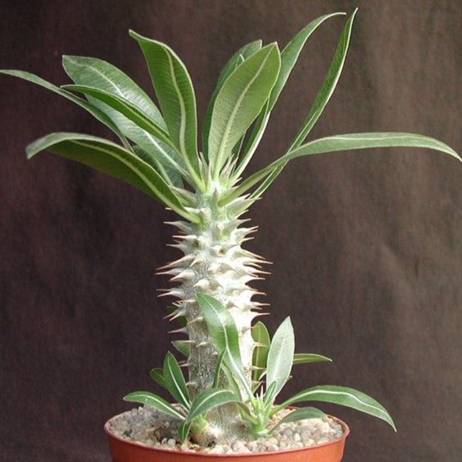 パキポディウム ホロンベンセ【多肉植物 3.5～4号ポット／1個売り】