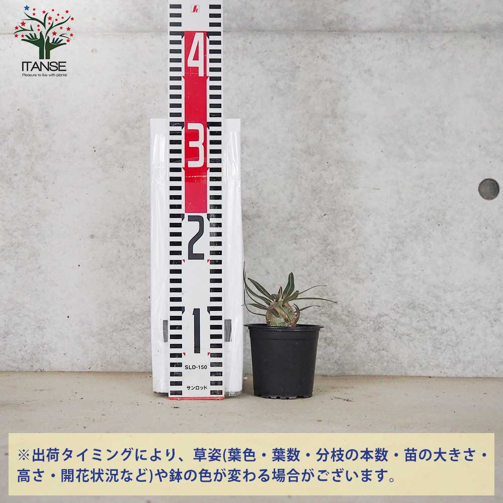 パキポディウム カクチペス【多肉植物 3号鉢 Lサイズ／1個売り