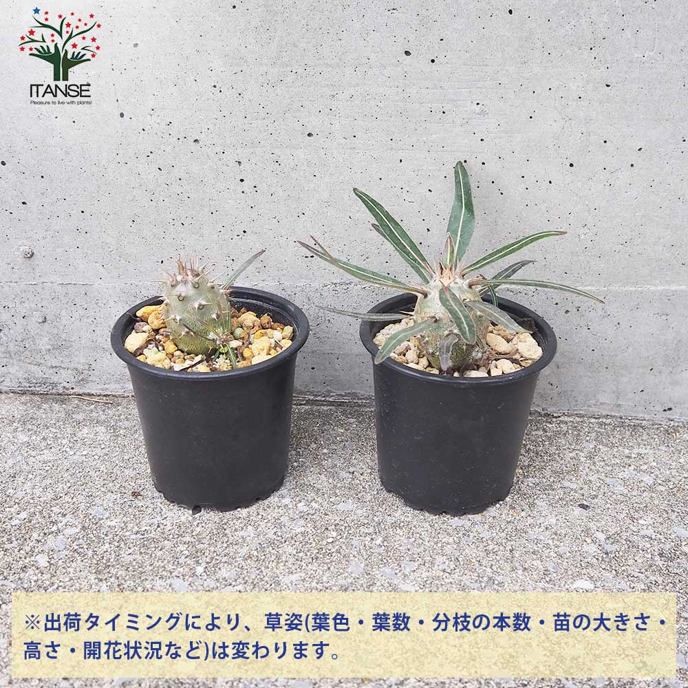 パキポディウム カクチペス【多肉植物 3号鉢 Lサイズ／1個売り