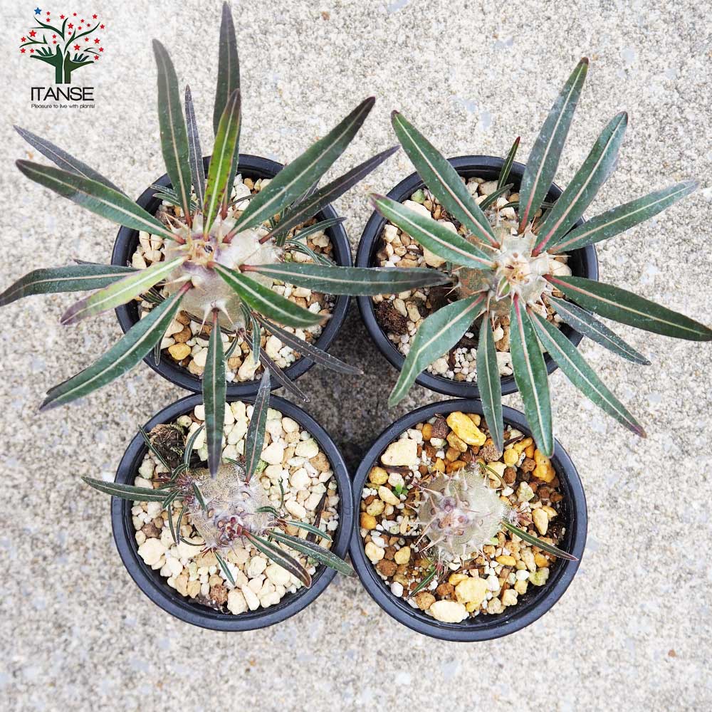 パキポディウム カクチペス【多肉植物 3号鉢 Lサイズ／1個売り