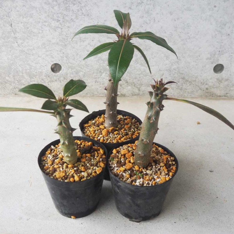 パキポディウム ラメリー 【多肉植物 8号鉢／1個売り】｜ 【植物の