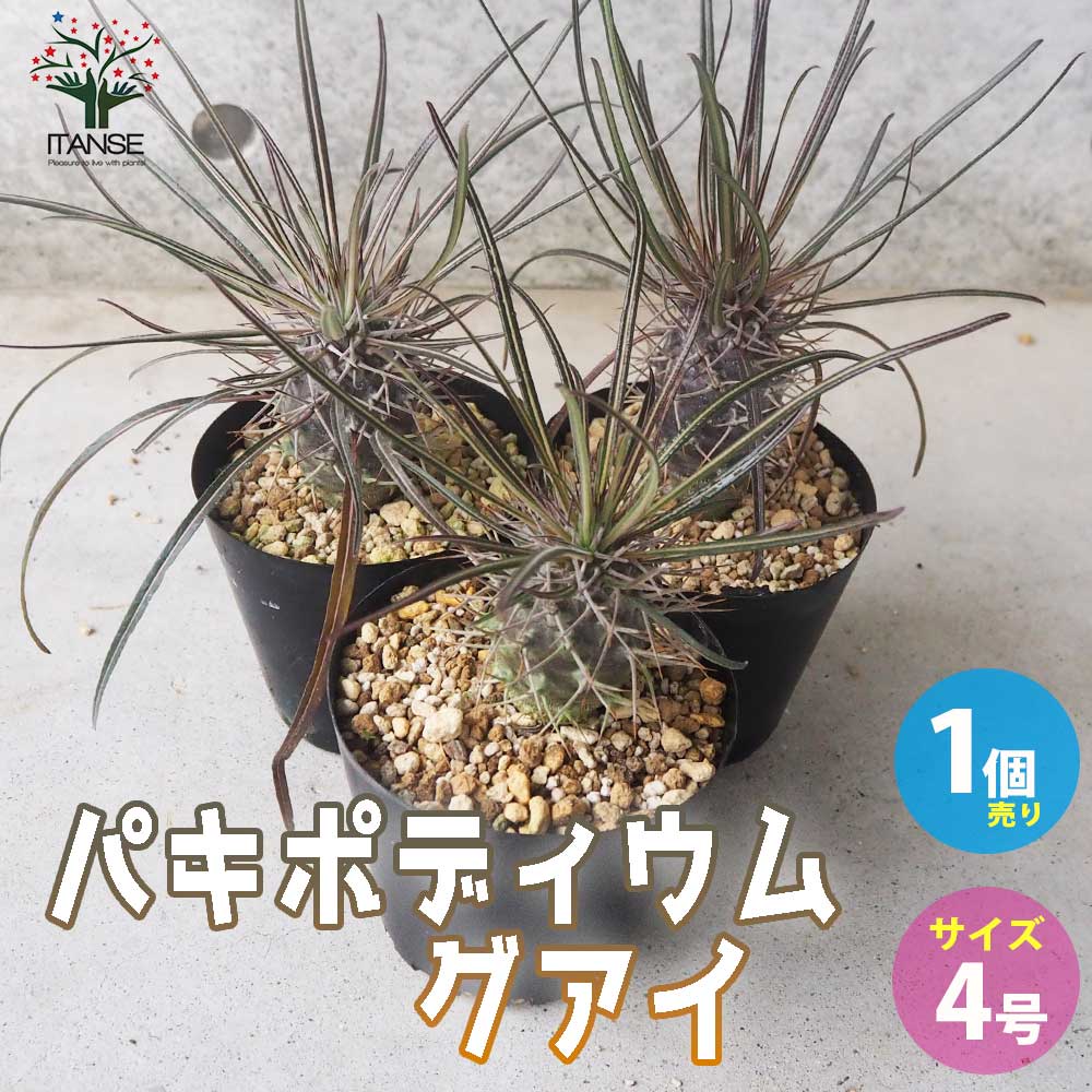 パキポディウム グアイ【多肉植物 4号鉢／1個売り】