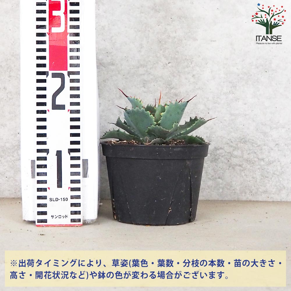 アガベ ポタトラム スポーン【多肉植物 5号鉢／1個売り】｜ 【植物の