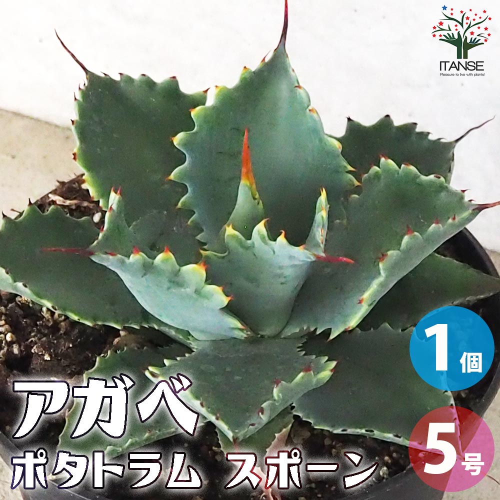 アガベ ポタトラム スポーン【多肉植物 5号鉢／1個売り】｜ 【植物の