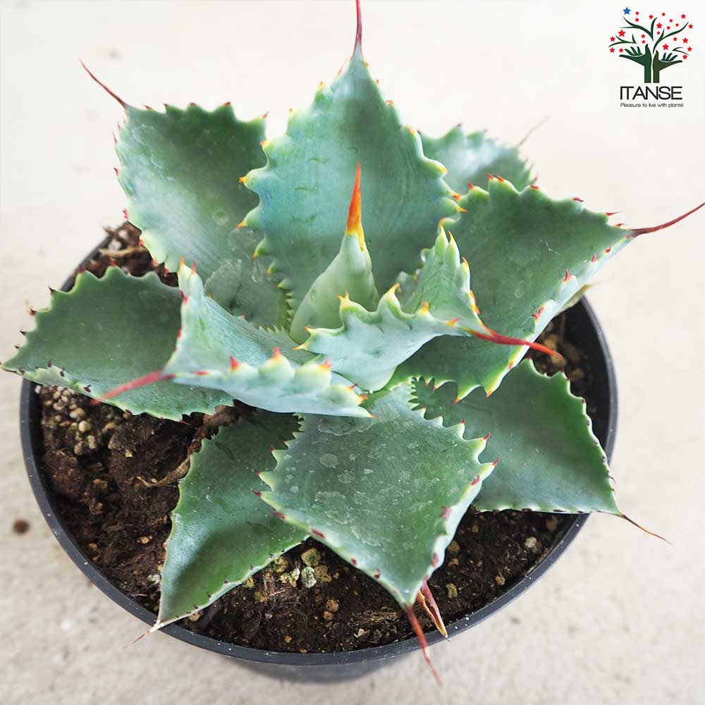 アガベ ポタトラム スポーン【多肉植物 5号鉢／1個売り】｜ 【植物の