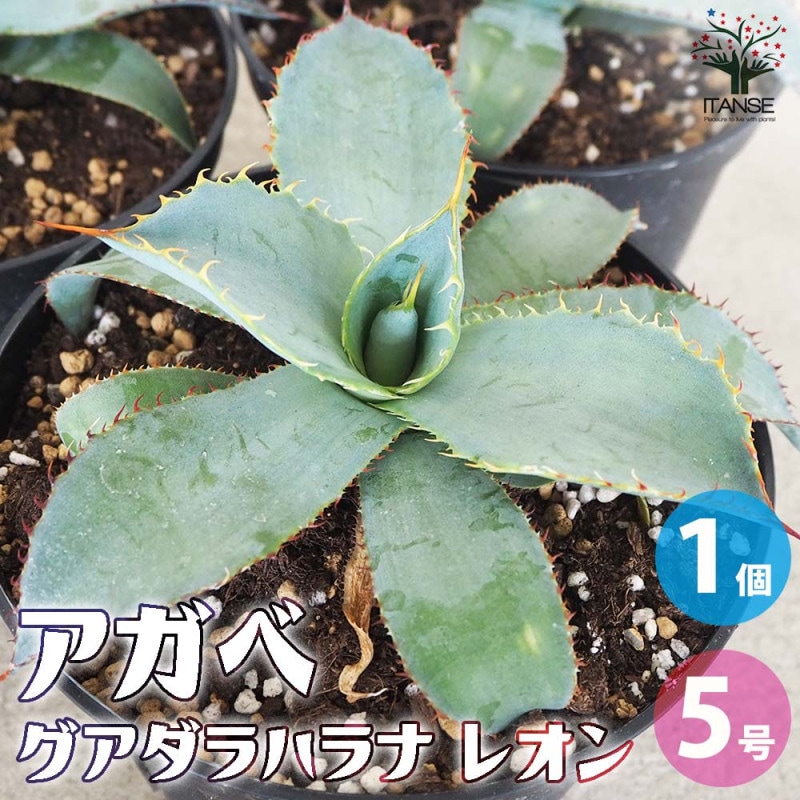 アガベ｜【植物のITANSE】全品送料無料・即出荷!