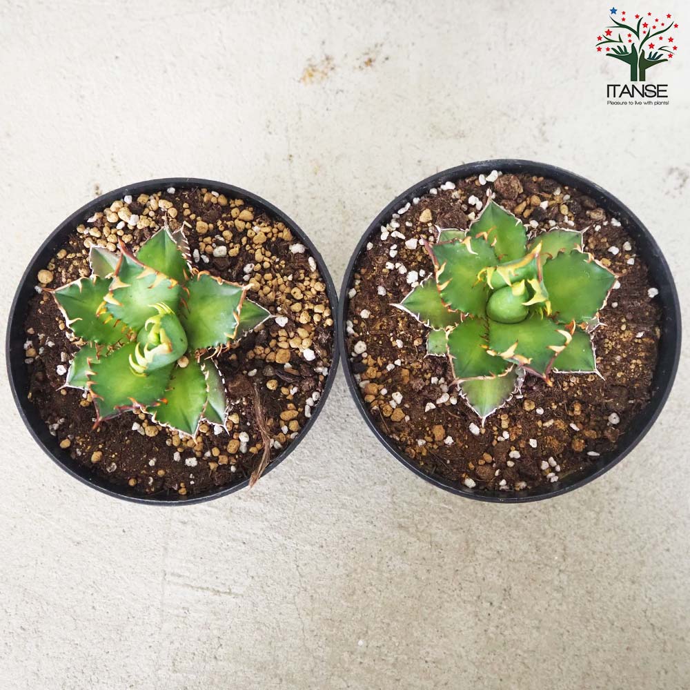 アガベ チタノタ レッド・キャットウィーズル【多肉植物 5号鉢