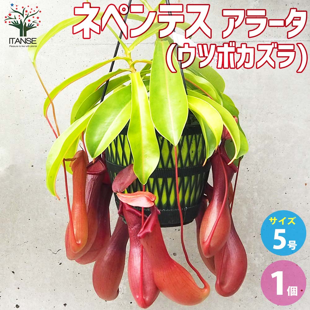 ネペンテス アラータ(ウツボカズラ)【観葉植物 5号吊鉢／1個売り】