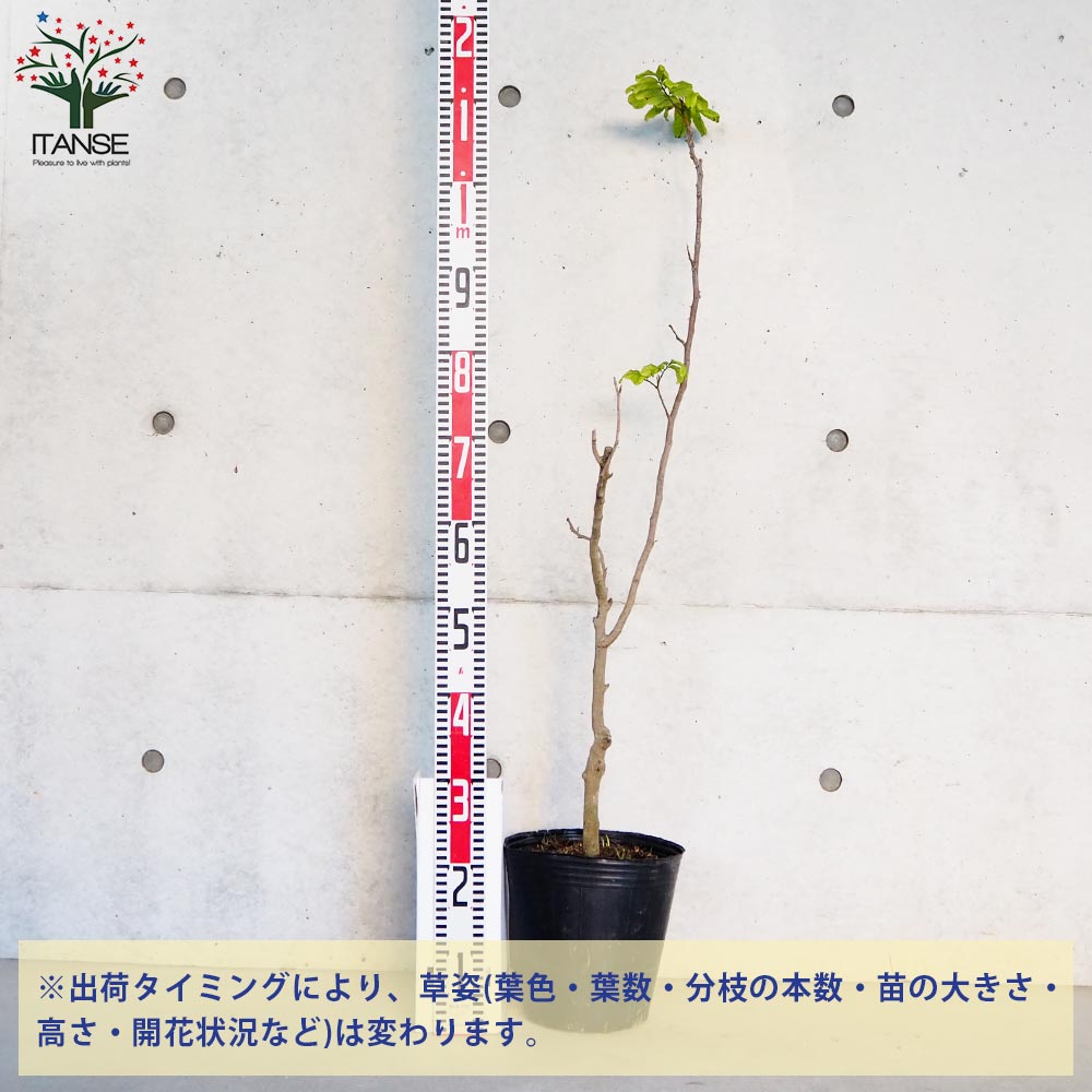 レッドロンガン　ロンガン苗　リュウガン　苗木 リュウガン苗（品種：大潤帝） - ちたフルーツビレッジ｜萬秀