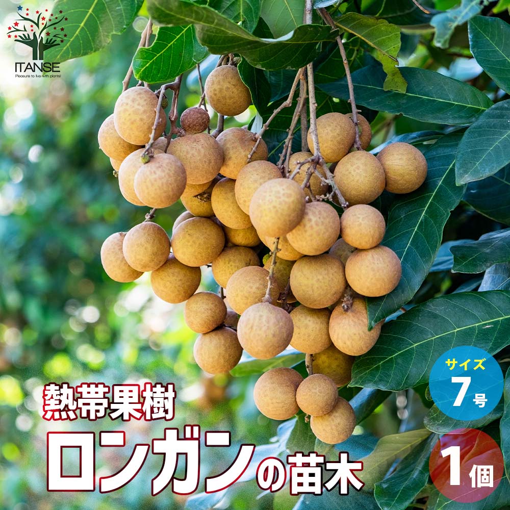 ロンガン(竜眼・リュウガン)の苗木【果樹の苗木 7号ポット／1個