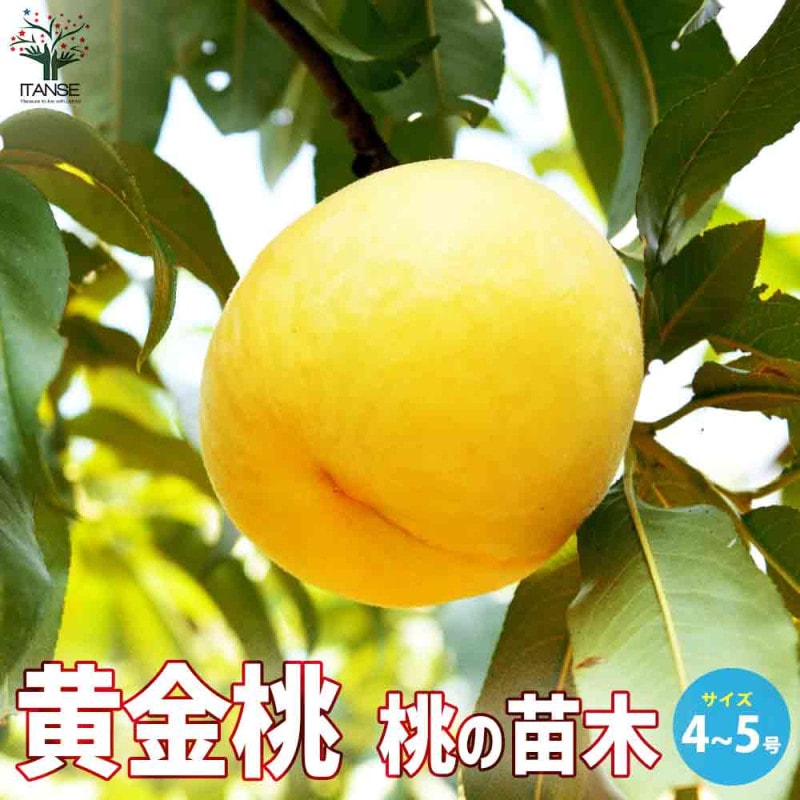 大久保、白桃・白鳳、黄桃 苗木 4鉢 約80.cm 桃苗木4本セット