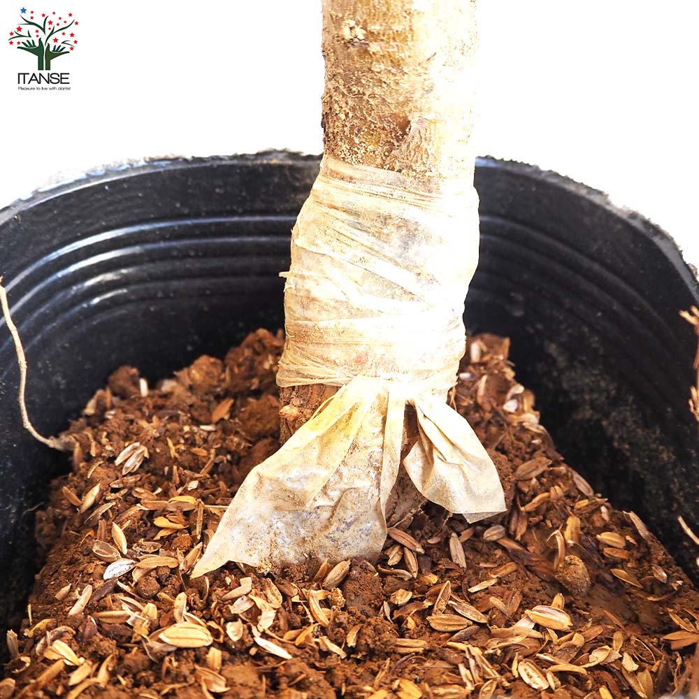 桃の苗木 黄金桃【果樹の苗木 4～5号ポット／1個売り】｜ 【植物の