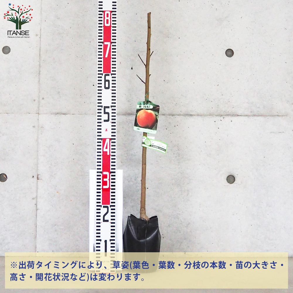 桃の苗木 ひめこなつ【果樹の苗木 4～5号ポット／1個売り】｜ 【植物の
