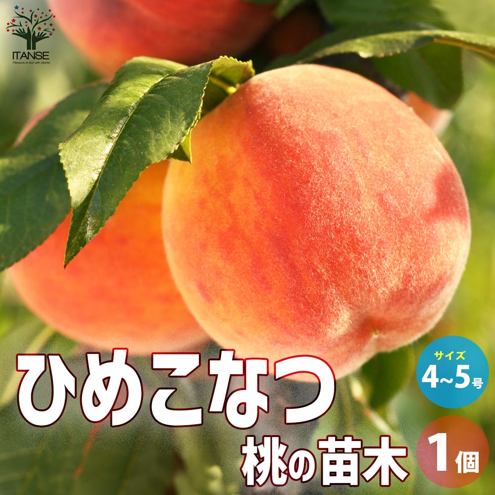桃の苗木 ひめこなつ【果樹の苗木 4～5号ポット／1個売り】