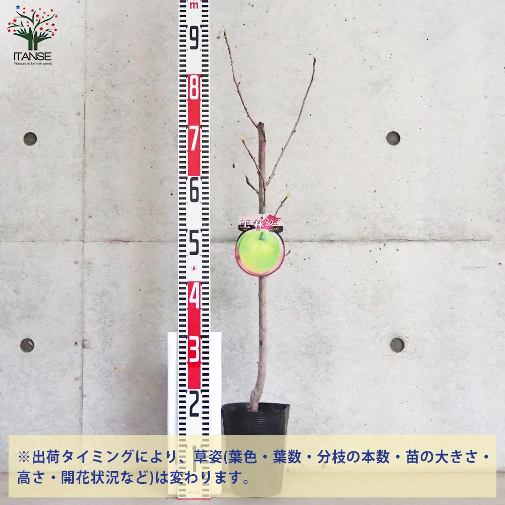 りんごの苗木 王林【果樹の苗木 4～5号ポット／1個売り